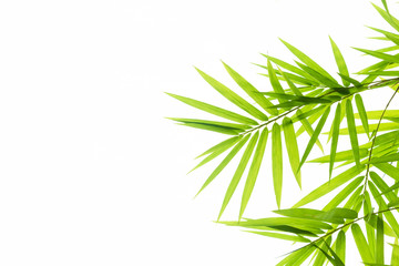 Bamboo leaves