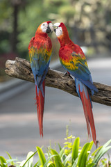 colorful Scarlet Macaw parrot 