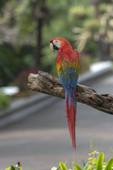 colorful Scarlet Macaw parrot 