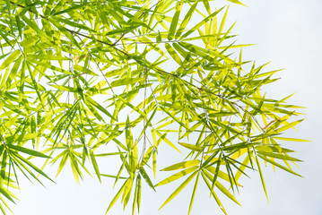 Fototapeta premium Bamboo leaves