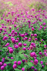 Obraz premium purple globe amaranth in the garden. (gomphrena globosa, bachelor button)