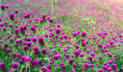 purple globe amaranth in the garden. (gomphrena globosa,  bachelor button)