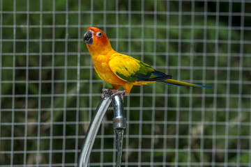 Beautiful Parrot, sun Conure , yellow parrot 