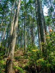 World Heritage Forest Kumano Kodo, Wakayama Prefecture, Japan, M