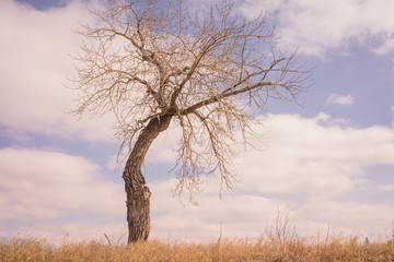 Bent Tree in the Grassland