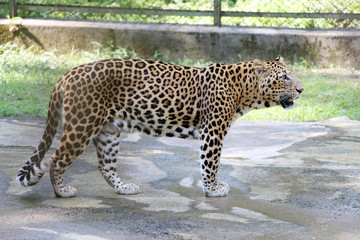Jaguar - Panther in India. Close-up of face and torso of beautiful spotted Panther.