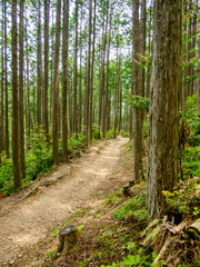 Trail at the World Heritage Forest Kumano Kodo, Wakayama Prefect
