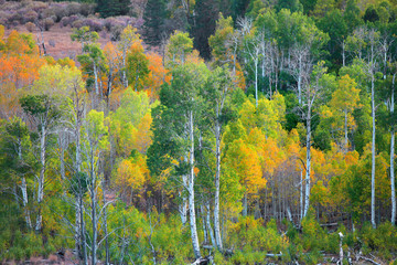 Autumn trees in Eastern Sierra mountains