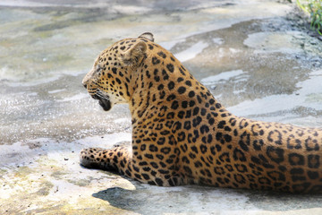 Jaguar - Panther in India. Close-up of face and torso of beautiful spotted Panther.