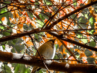 fall leaves and a bird