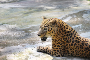 Portrait of a Panther. Close-up of face and torso of beautiful spotted Panther.