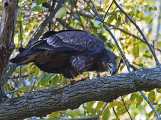 Juvenile Bald Eagle Eating Fish