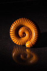 Macro of orange and brown millipede on glass with reflection, Millipede coiled, Disambiguation, Low key photo.
