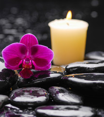 Fototapeta na wymiar Macro of pink orchid with candle on wet black stones 