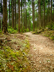Obraz premium Trail at the World Heritage Forest Kumano Kodo, Wakayama Prefect