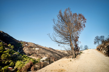 Fototapeta na wymiar Forest fire aftermath