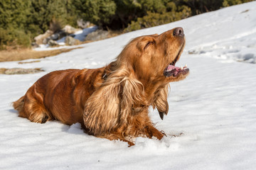 spaniel barking in the snow