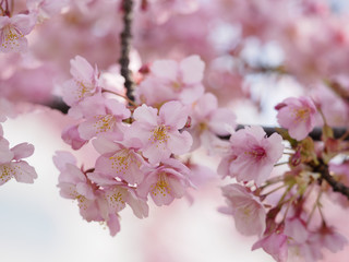 Fototapeta premium 満開の河津桜