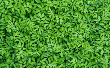 Obraz premium The surface of green leaf for background