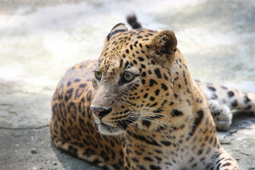 Leopard. Close-up of face and torso of beautiful spotted leopard.