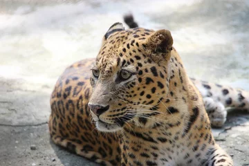 Foto op Canvas Leopard. Close-up of face and torso of beautiful spotted leopard. © anubhabroy