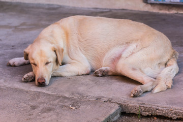 Thai white stray dog sleeping