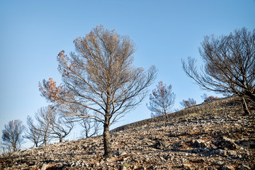 Forest fire aftermath