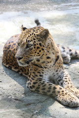 Portrait of a Panther. Close-up of face and torso of beautiful spotted Panther.