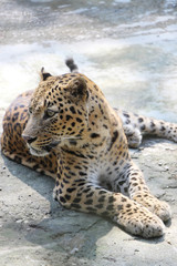 Portrait of a Panther. Close-up of face and torso of beautiful spotted Panther.
