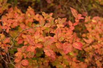 秋の山　木々　森　秋　山　紅葉　紅葉狩り　日本　