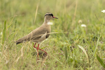 Crowned Lapwing