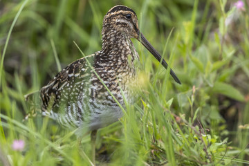 African Snipe