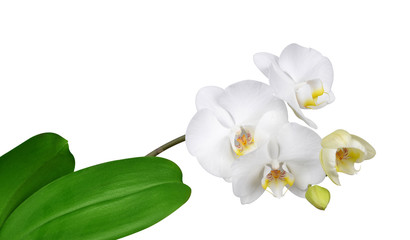 Closeup of a white orchid isolated on white background