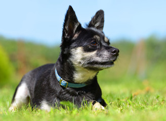 Small breed dog Chihuahua lying in the grass