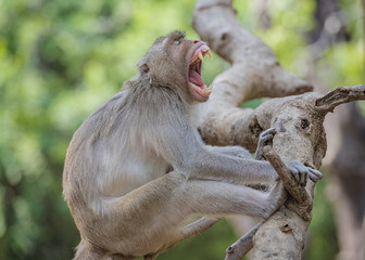 Sleepy Monkey,The male monkeys were open mouth.