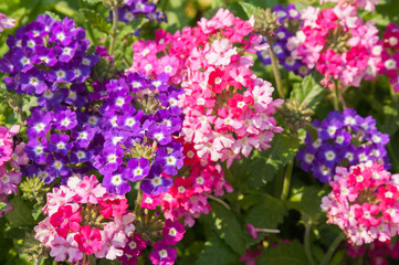 The Phlox paniculata, Garden phlox in bloom
