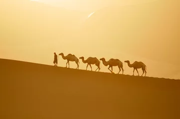 Papier Peint photo Lavable Chameau chameau, chameau et chamelier au coucher du soleil