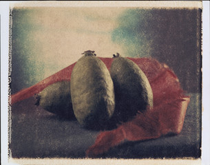 8x10ポラロイド転写フォト