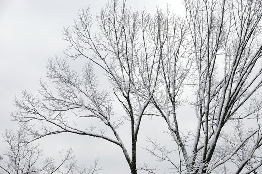 winter tree branches after snow