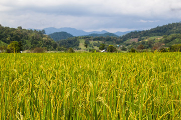 Rice fields in Thailand