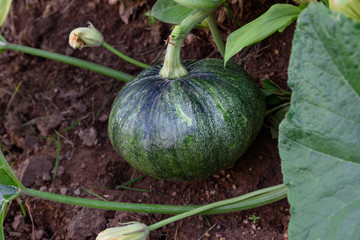 fresh pumpkin