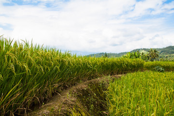 Rice fields in Thailand