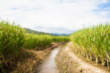 Rice fields in Thailand