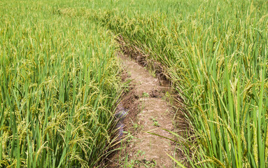 Rice fields in Thailand