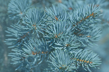 natural background branch blue spruce
