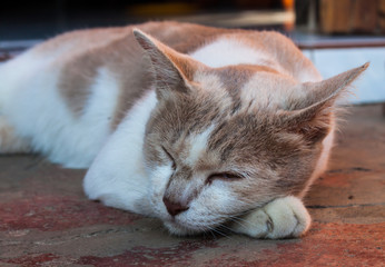 portrait of adult tabby cat