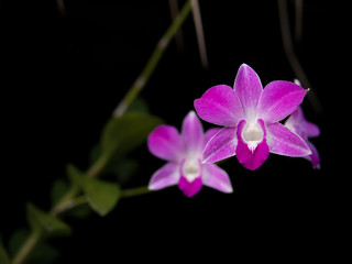 pink dendrobium sonia orchid flowers focus only on the front flo