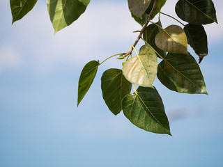 branch of green sacred fig leaf on the light blue sky background
