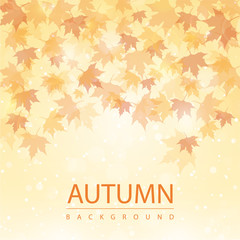 Autumn season background with colored maple leaves falling. seasonal layout invitation poster. business abstract concept. Vector decorative greeting card. sale flyer for marketing advertisement design
