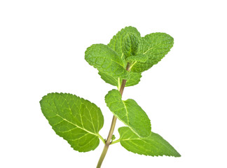 Fresh raw mint leaves isolated on white background